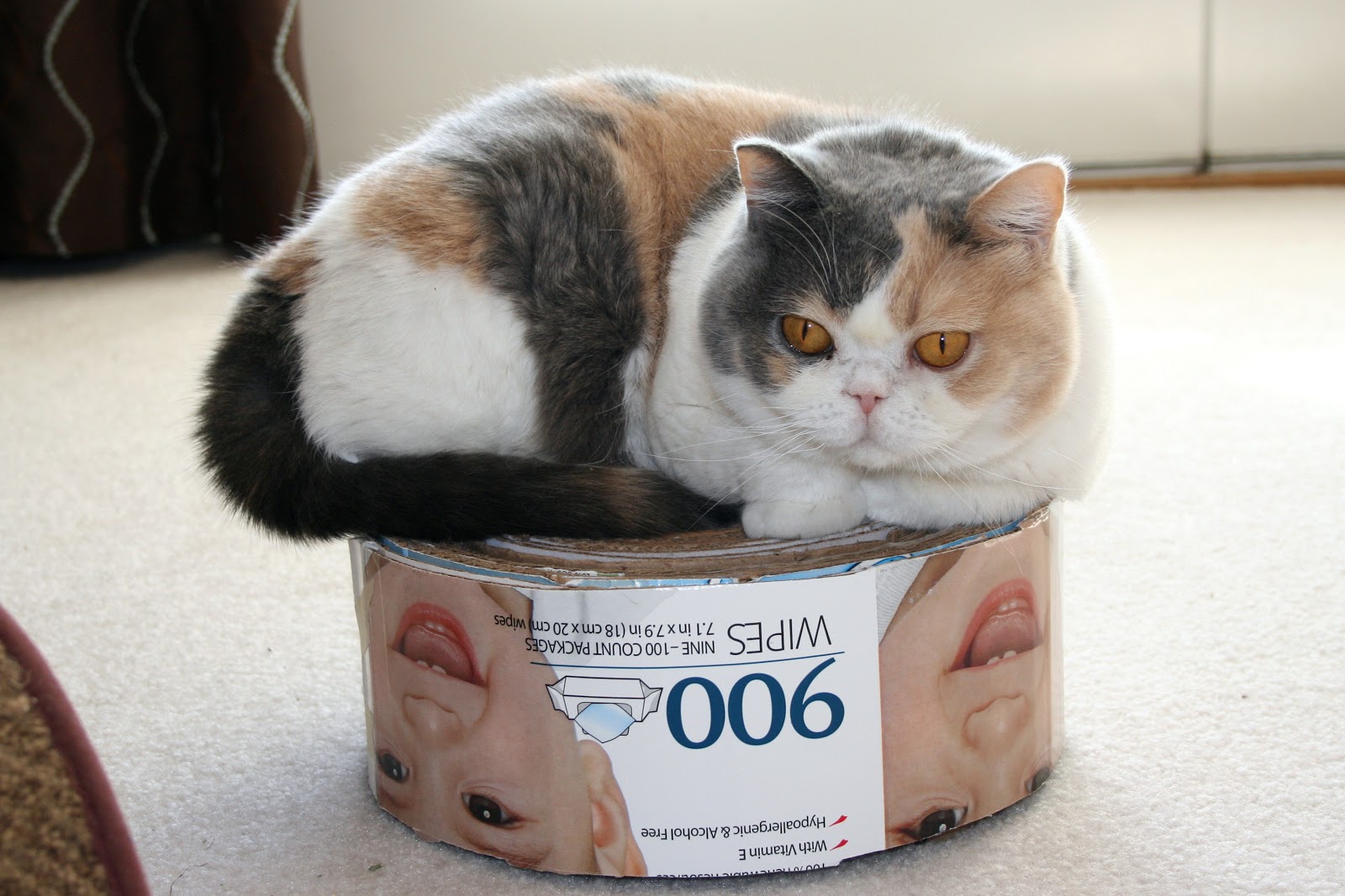 Cut Cat Images