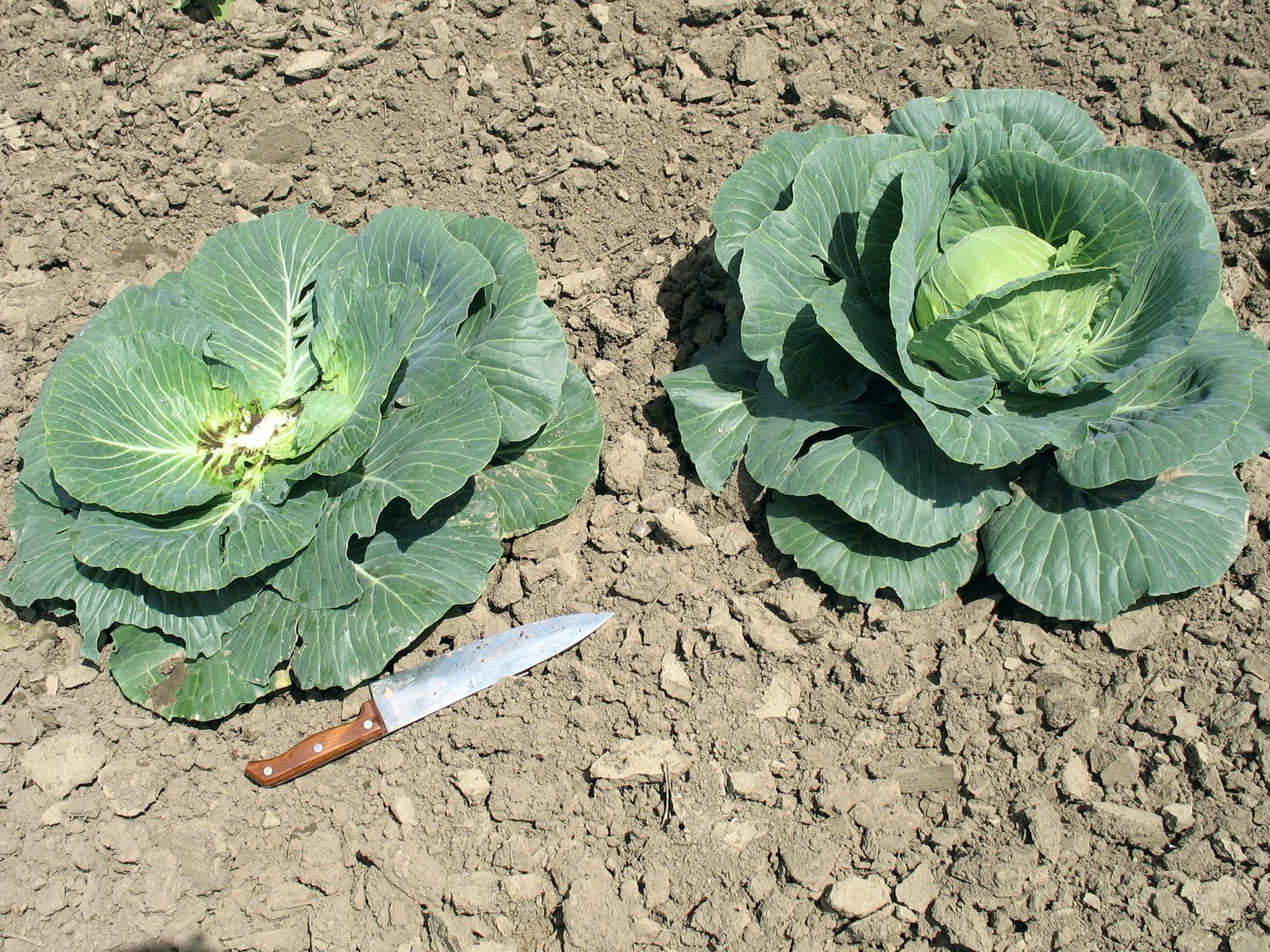 Larrys weed free vegetable garden First Cabbage