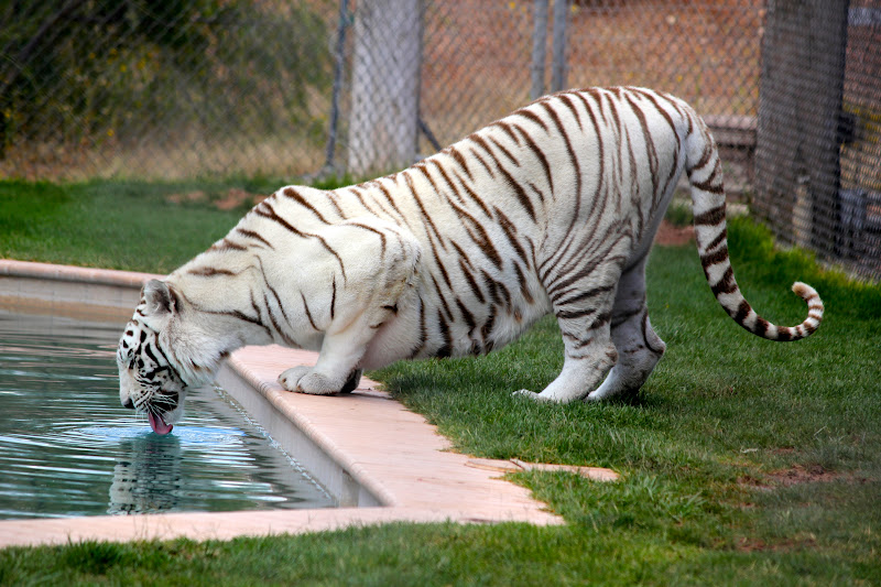 J Dub And Lady D Out Of Africa Animal Park Camp Verde Az
