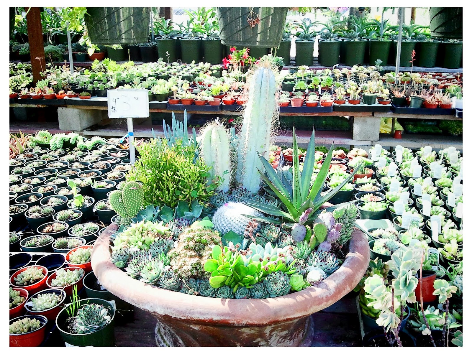 Xeriscape Ninjas V&N Nursery in Venice, CA review