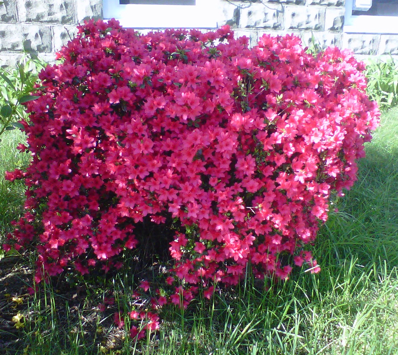 Michele's Musings: Monday Musings