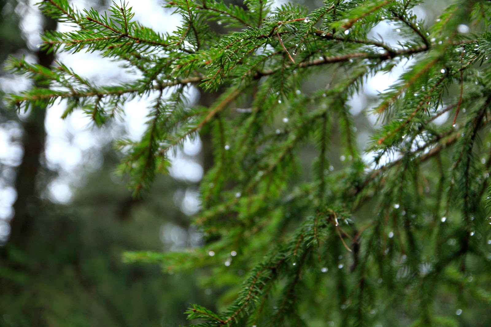 Gwiazdka w Puszczy - Ania w Podróży