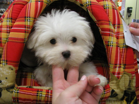 Maltese Puppies on Kittens Puppies And Cupcakes  Cute Maltese Od