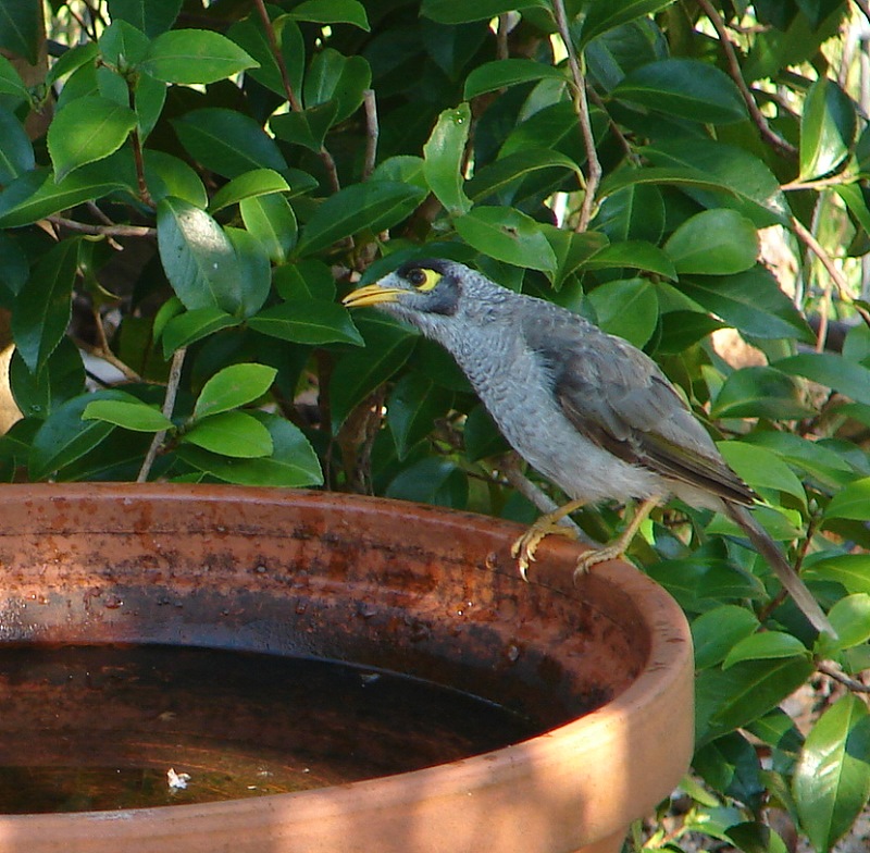 snap happy birding noisy miner snap happy birding noisy miner