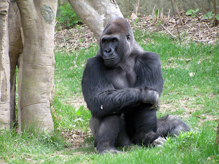 eastern gorilla