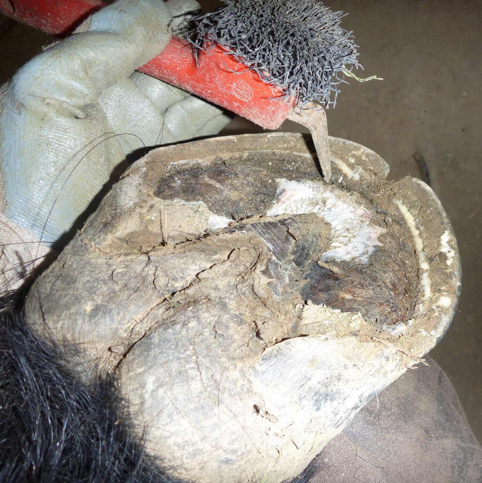 Barefoot Horse Blog Seedy toe, abscess and 'false' sole........