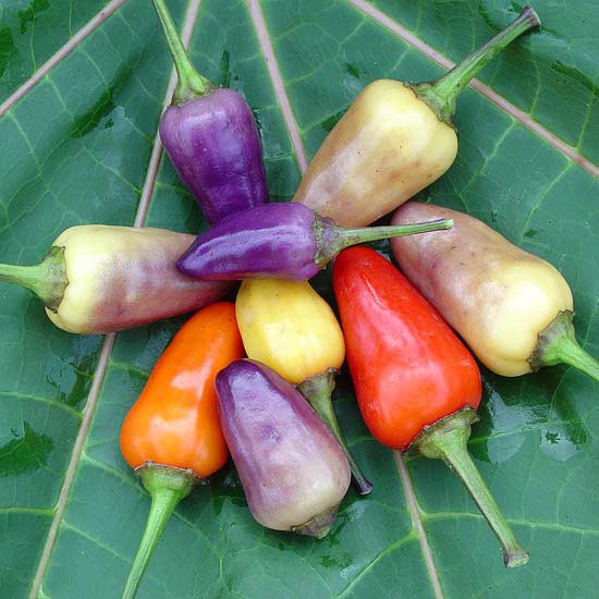 Willow Bee Inspired Garden Design No. 6 2012 Garden Trends