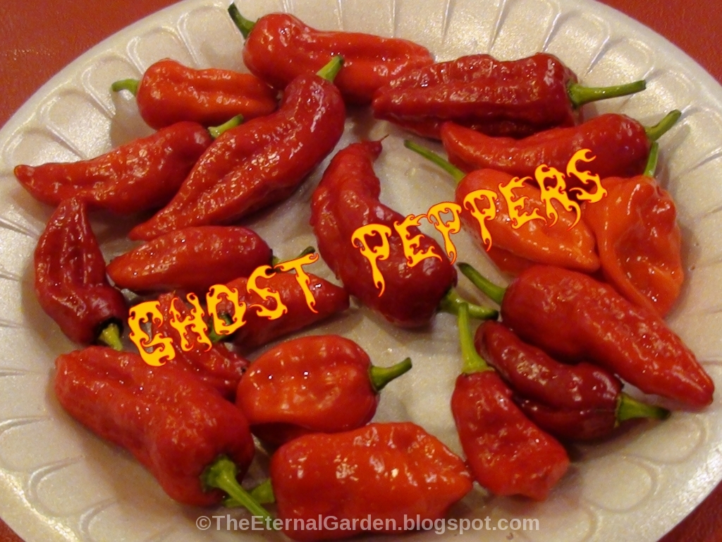 The Eternal Garden Growing the Ghost Pepper (Bhut Jolokia)