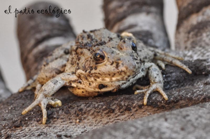EL PATIO ECOLÓGICO una rana durmiendo en nuestro patio