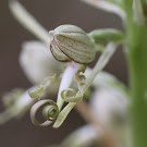 http://wild-flowers-of-europe.blogspot.nl/2015/05/himantoglossum-hircinum.html