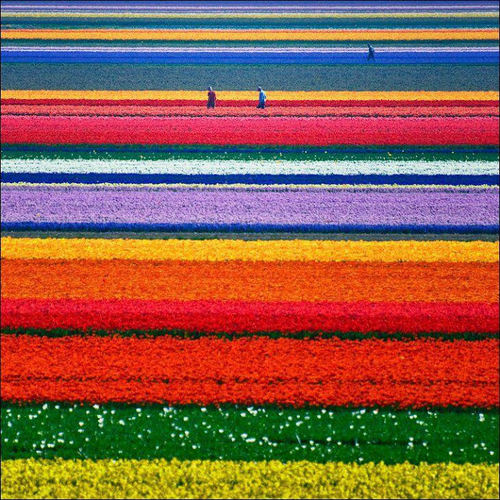 Tulip Garden Netherland in May Month
