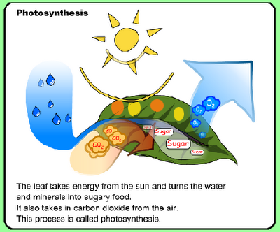 How does photosynthesis work picture