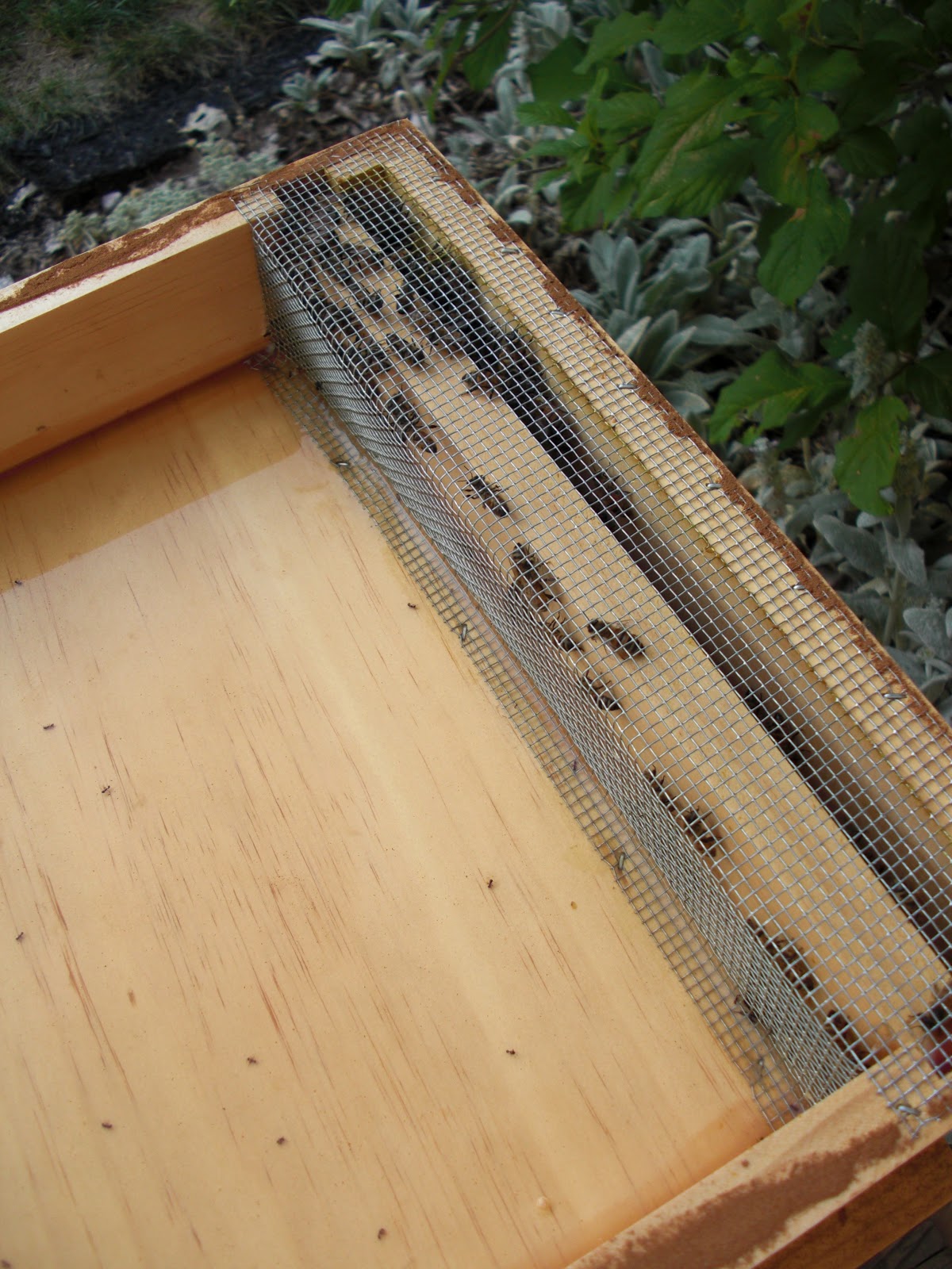 Backyard Bee Hive Blog How to use a Hive Top Feeder Part II
