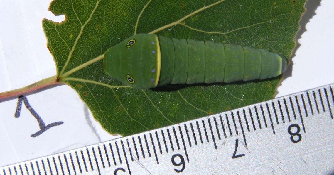 How do we know eyespots mimic eyes? Caterpillar Eyespots