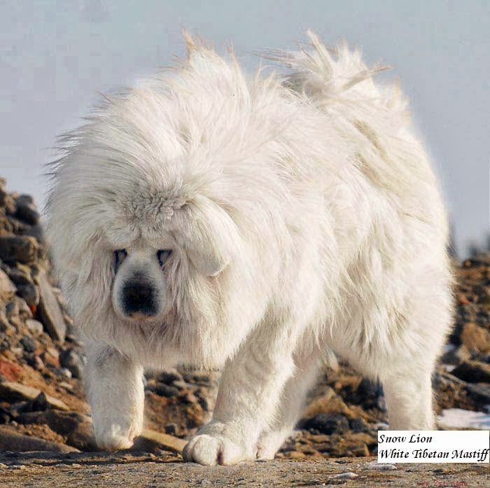 DOGUE DU TIBET Biggest+White+Tibetan+Mastiff+Lion+Head