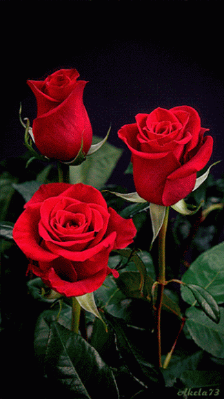 VIDEO OREJA VAN GOGH MIL ROSA video oreja van gogh mil rosa: