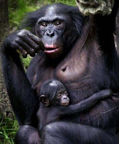 Ser Vegetariano: Fêmea de bonobo é considerada o animal mais inteligente do  mundo