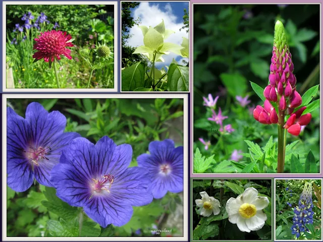 collage met bloemen