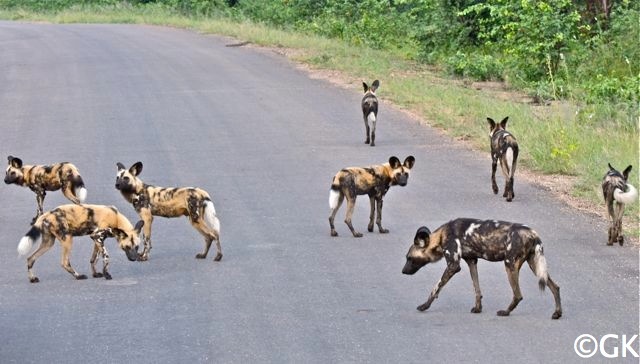 Wildhunde oder Hyänenhunde (Lycaon pictus = Bemalter Wolf)