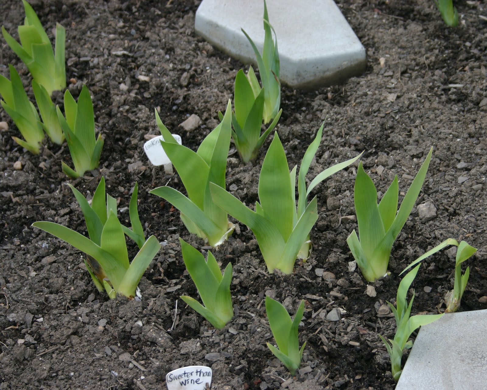 TALL BEARDED IRIS GROWING QUICKLY BEFORE SPRING BLOOM Sowing the Seeds
