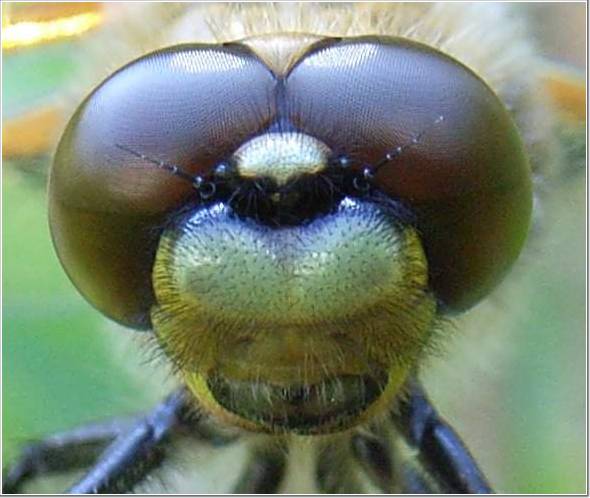 Macro Photography of Insects Eyes Seen On www.coolpicturegallery.us