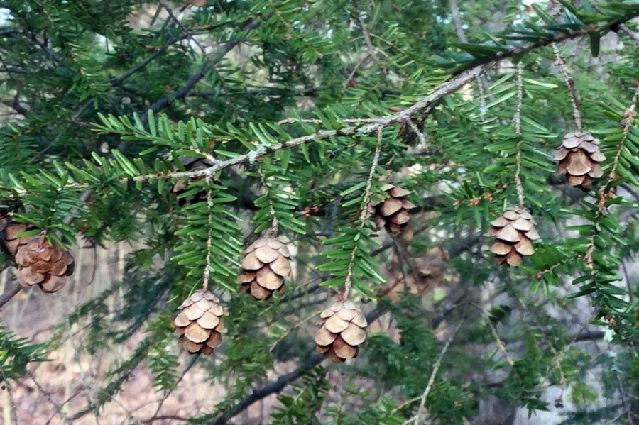 Central Pennsylvania Forestry Evergreen Native Plants