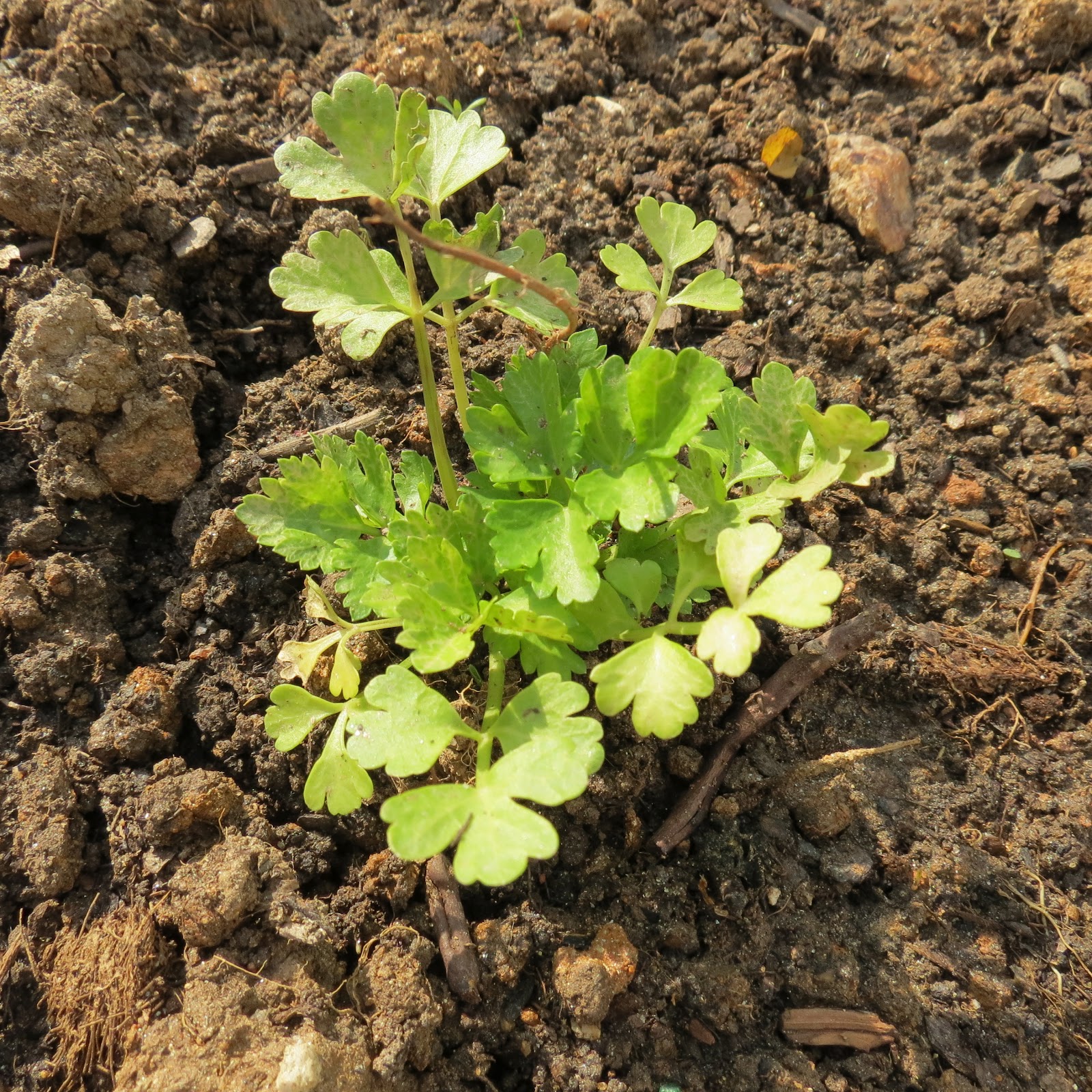 The Rusted Vegetable Garden