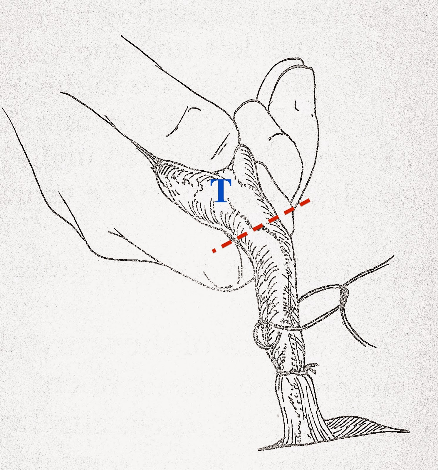Veterinary Key Points Scrotal Hematoma In Dogs After Castration Why Does It Happen And How To Prevent It