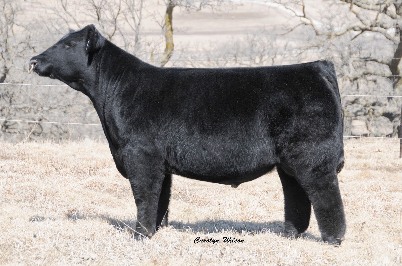 Trausch Farms New TF Bull Added to our Line Up!!! Calving Ease PB Angus