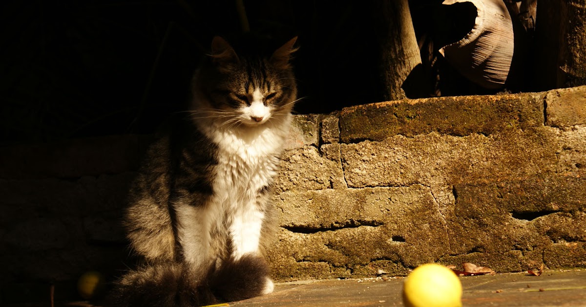 país fotogénico: Gatos, limón y hoja que cayó antes que el ...