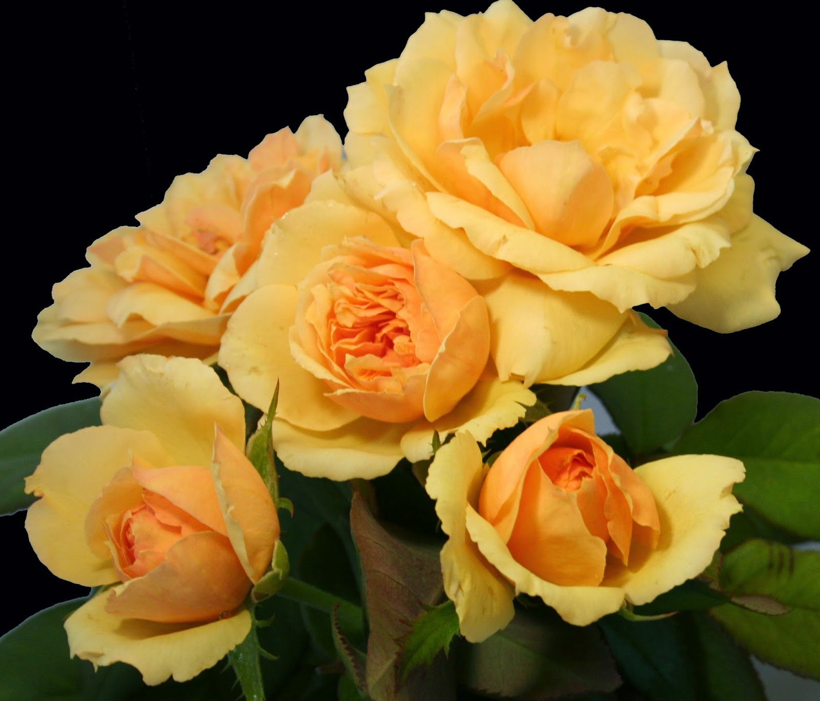 Coming Up Roses Expert Rose Advice from Witherspoon Rose Culture 2015
