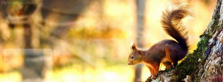 FB Cover Photos 2015 FB Cover Photos 2015