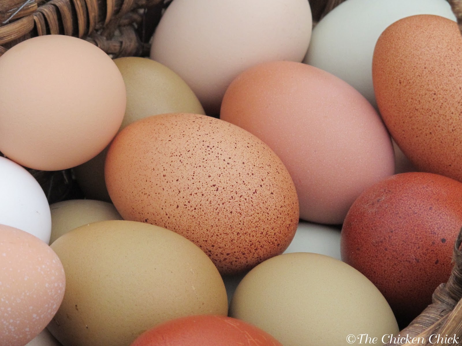 The Chicken Chick® Omega Ultra Egg Product Review