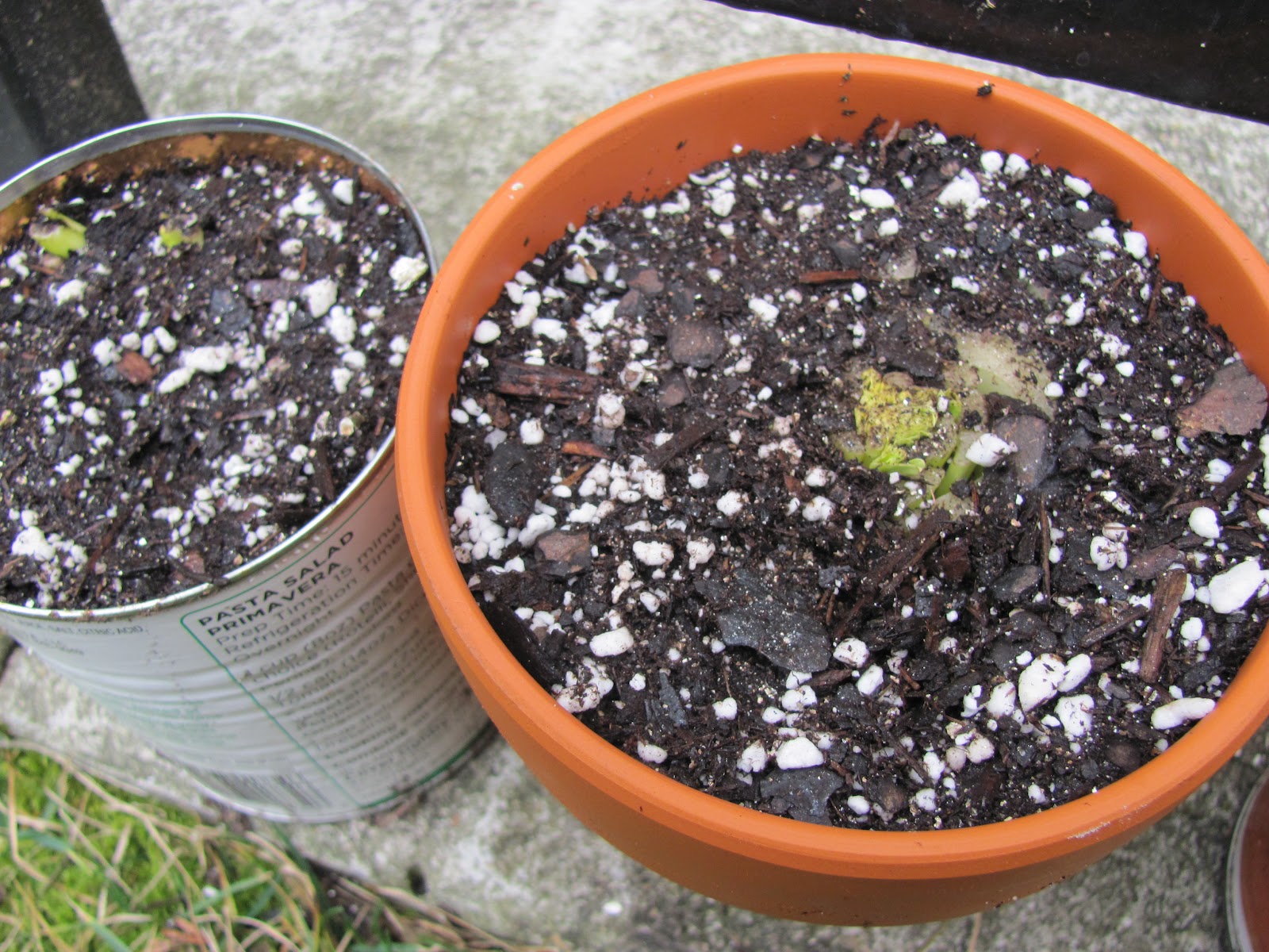 Hardship Homemaking Easy Way to Grow Green Onions and Celery