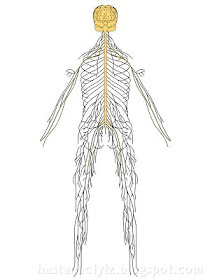 sinir sistemi merkezi sinir sistemi, otonom sinir sistemi