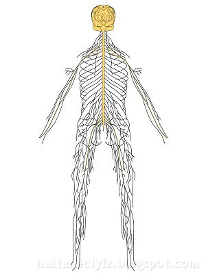 sinir sistemi merkezi sinir sistemi, otonom sinir sistemi