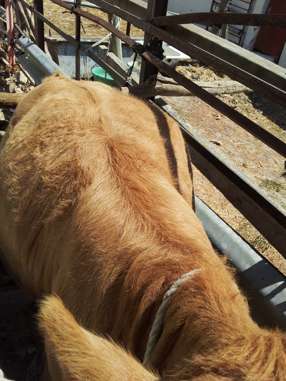 BLOG DE VICENTE PEÑA Timpanismo en terneros