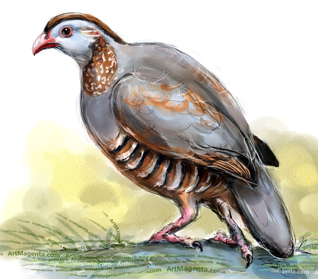 Barbary partridge sketch painting. Bird art drawing by illustrator Artmagenta