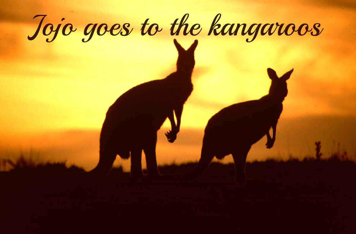 Jojo goes to the kangaroos
