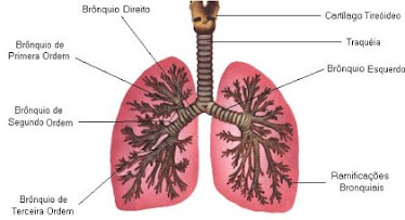 Órgão Respiratório