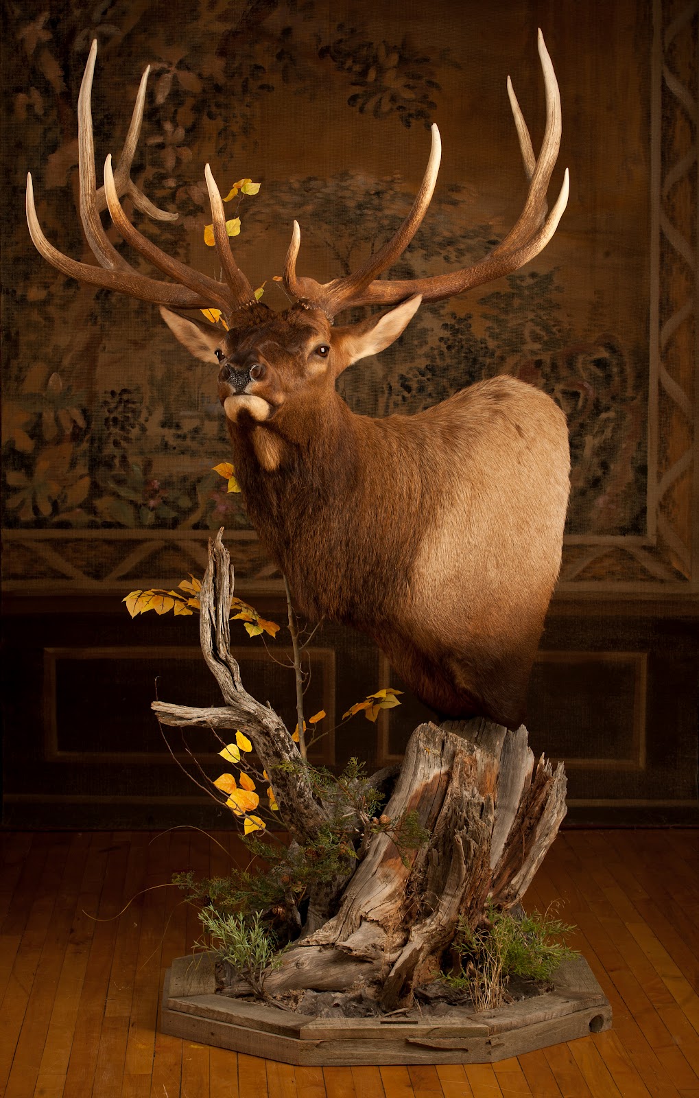Taxidermy by Josh Hunt Elk