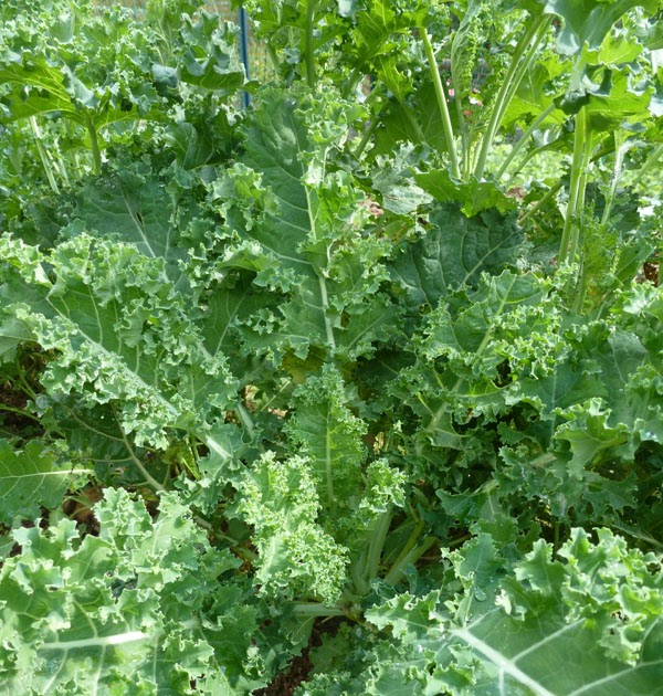 The Enchanted Tree Everybody loves Kale )