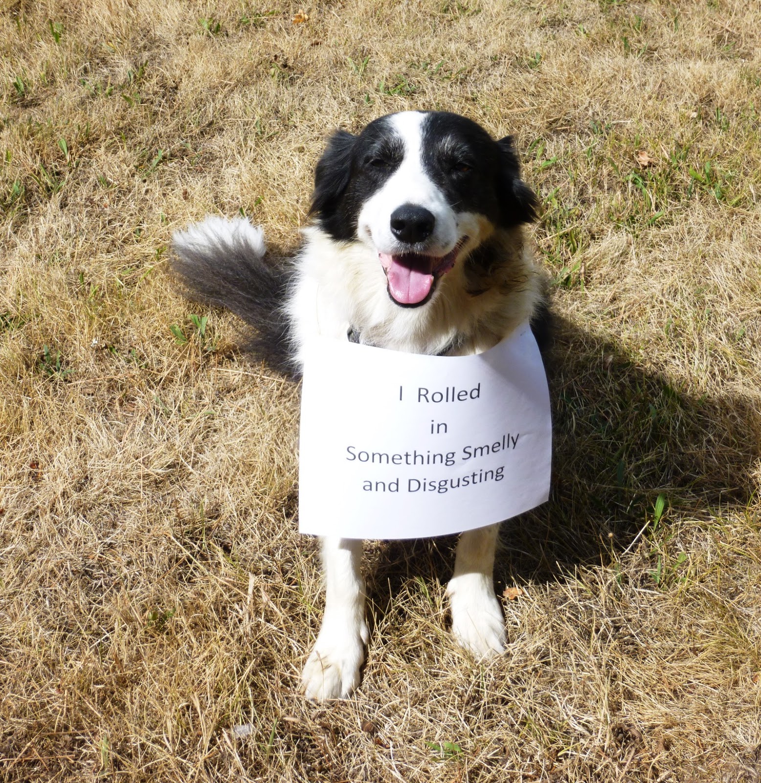 Adventures of Border Collies in the Burbs Tim is a Border Collie who Rolls