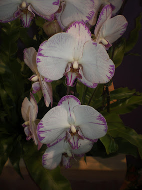 orchid 026