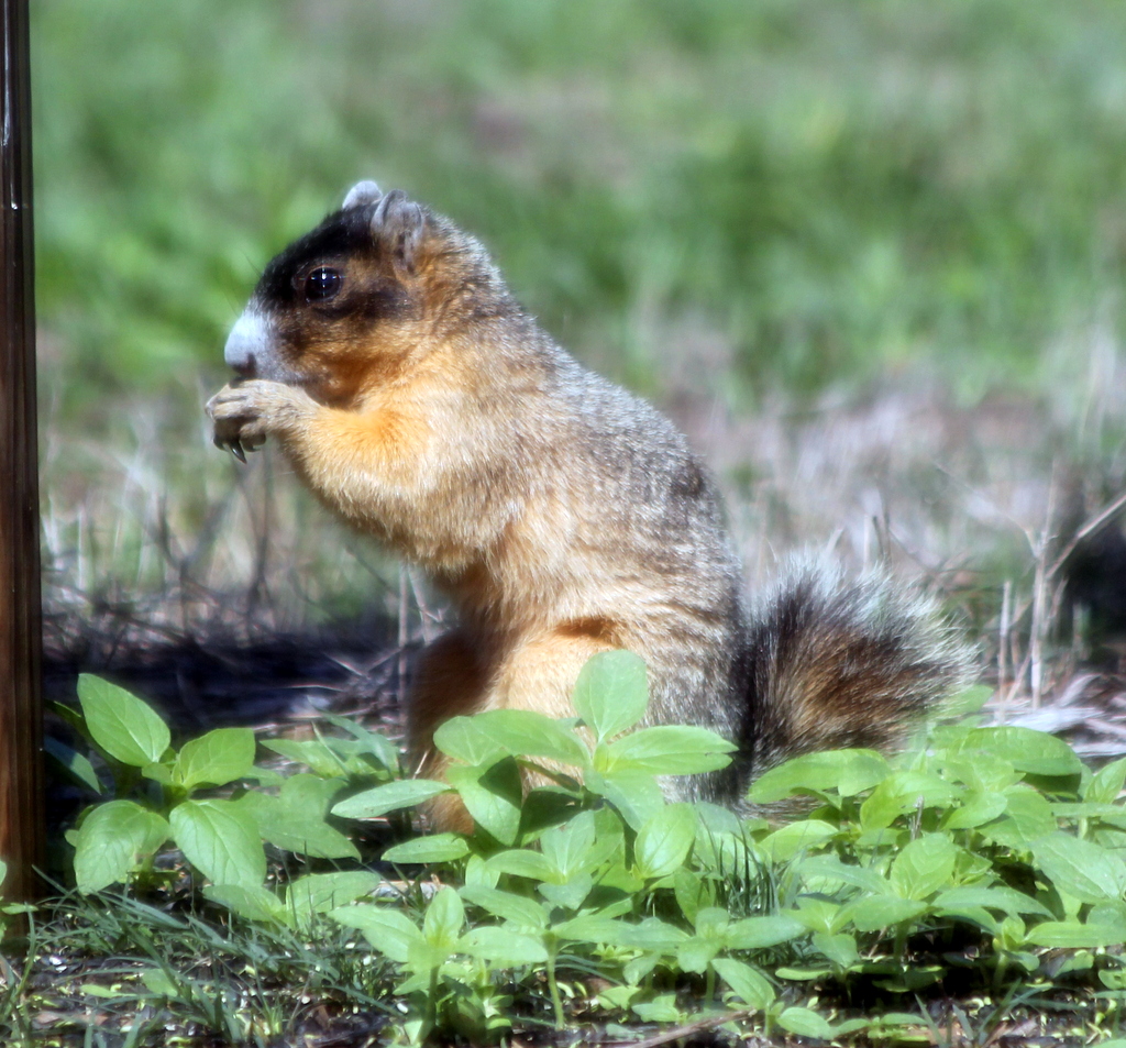 Parker's Barkers Florida Fox Squirrel