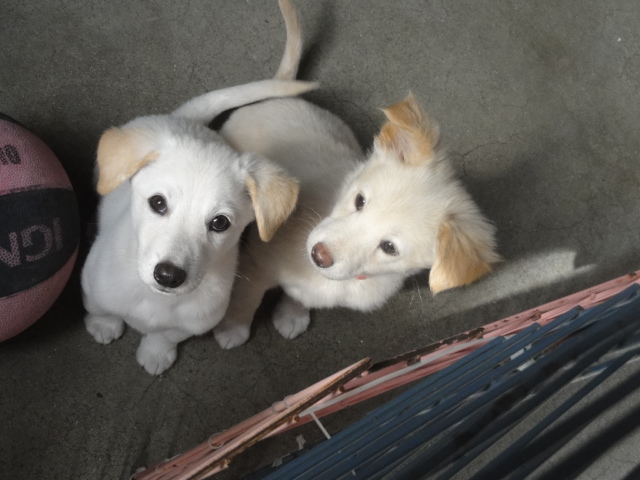 Alifetoyonaka 白々小犬の もなか リーム