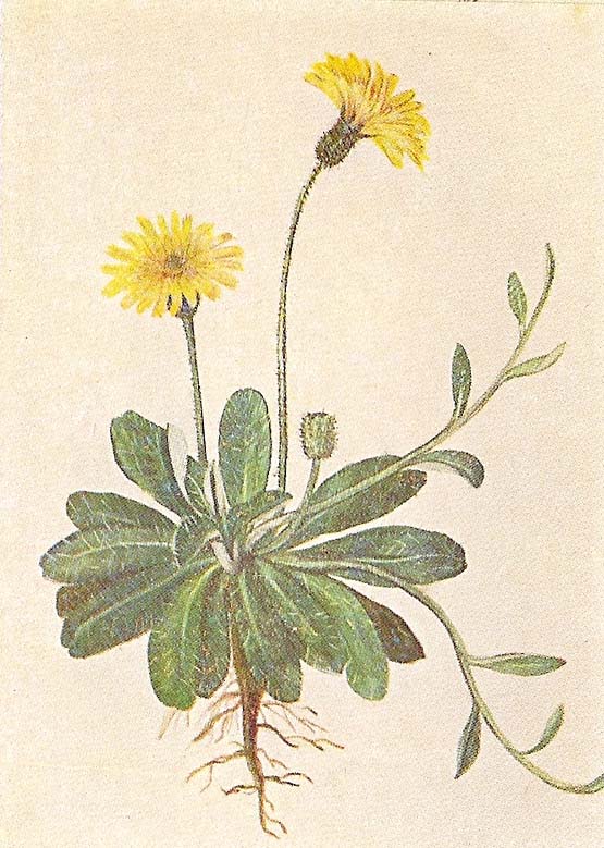 Marina Gottlieb Sarles The Bread Of Life