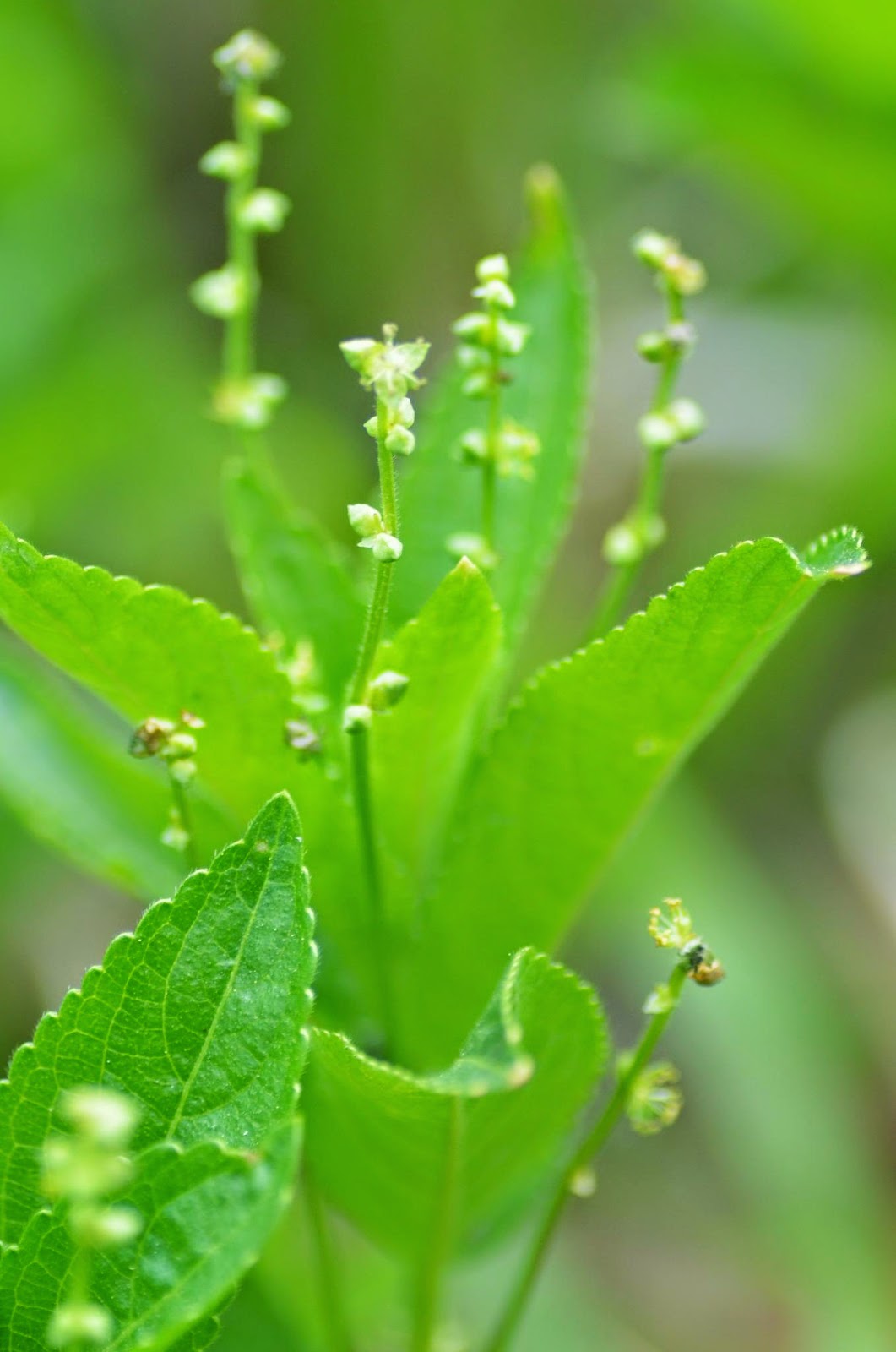 Do Plants Have Genders Plant Ideas
