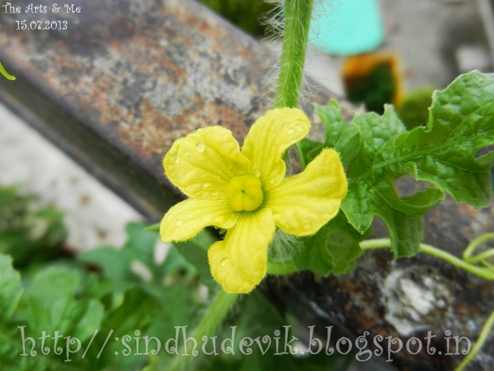 A yellow female watermelon flower and leaves photographed just after a shower of rain. Shiny dewdrops look like pearls.