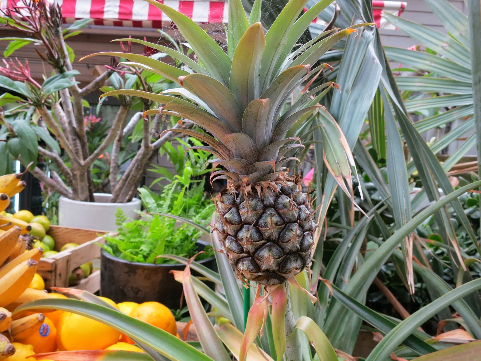 Sydney Australia Growing Pineapples